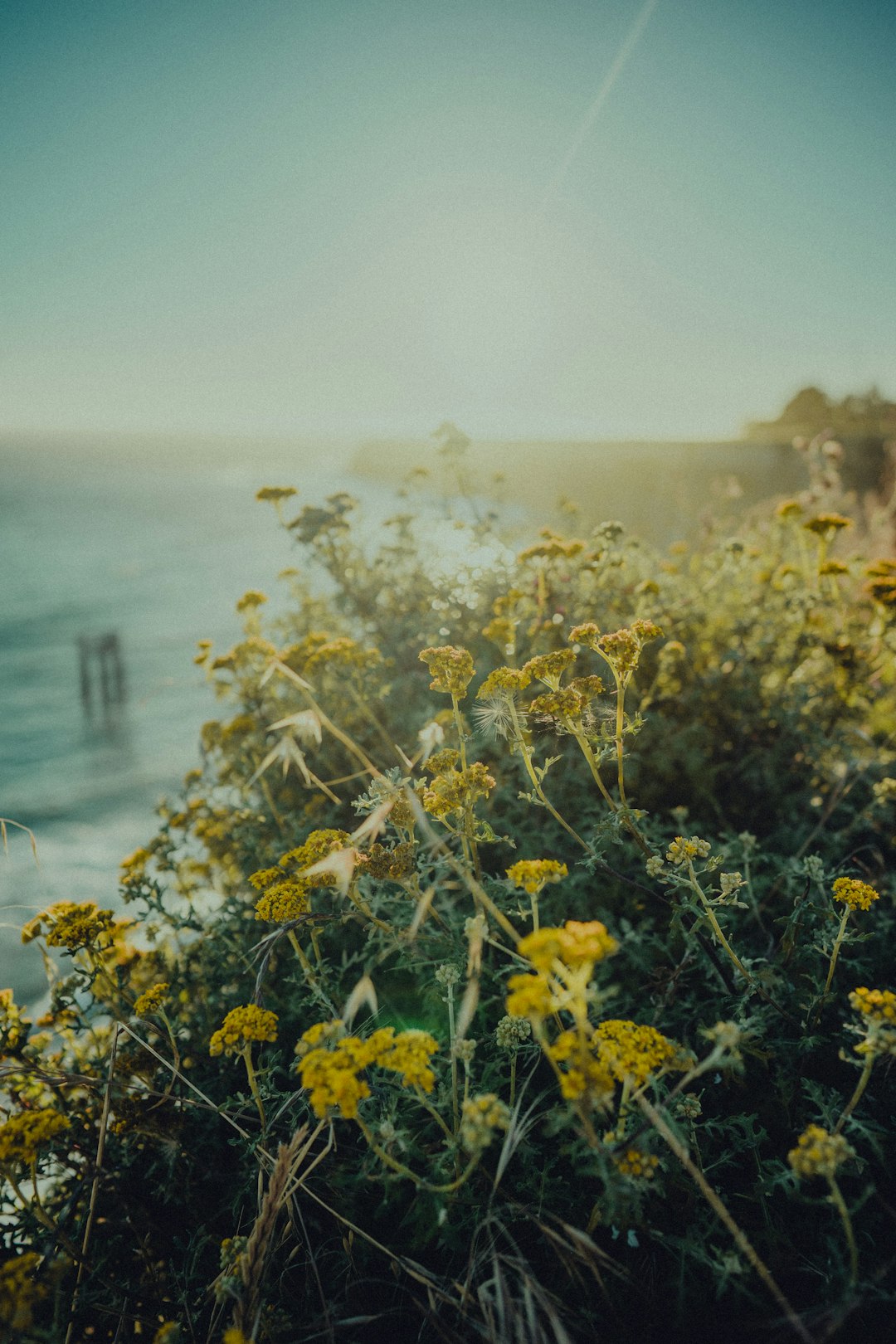 yellow flowers near body of water during daytime