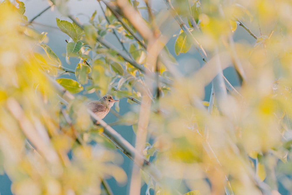 brown bird on green tree during daytime