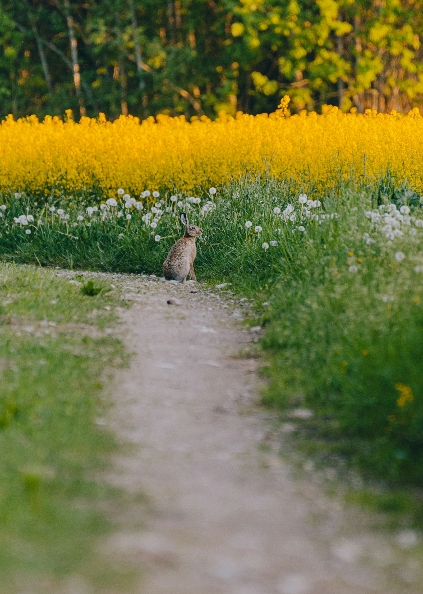 Nikon D7200 + Nikon AF-S Nikkor 200-500mm F5.6E ED VR sample photo. Brown rabbit on green photography