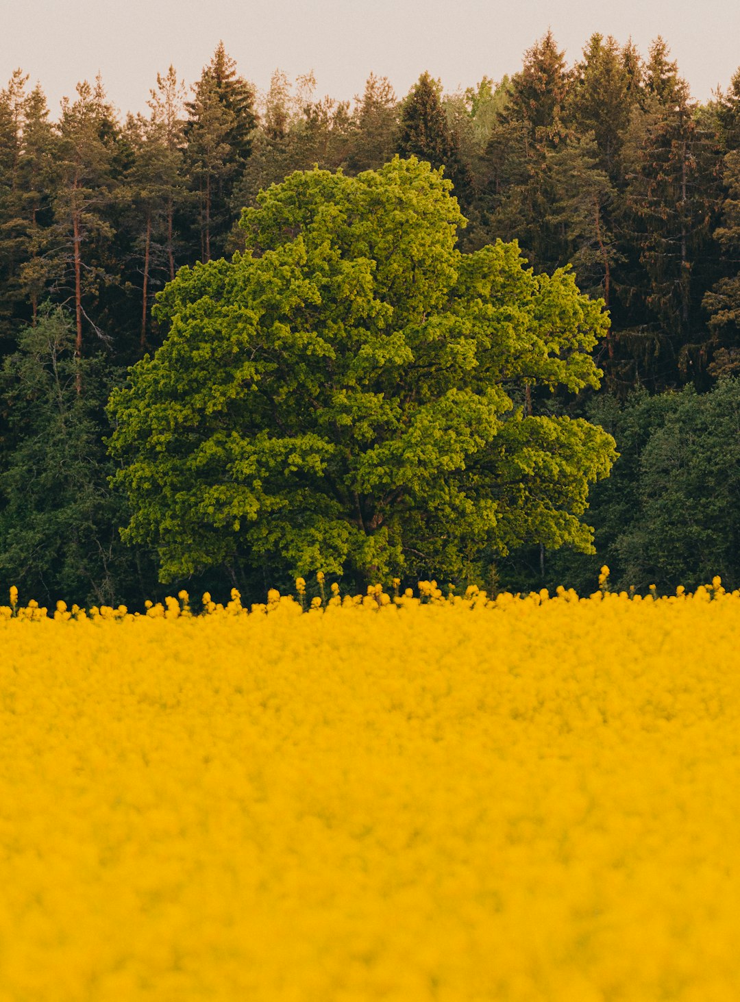 yellow flower field during daytime