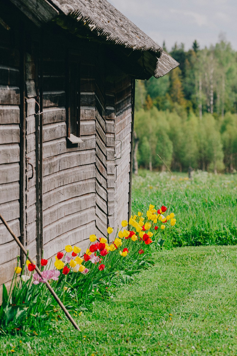 red and yellow flowers on green grass field