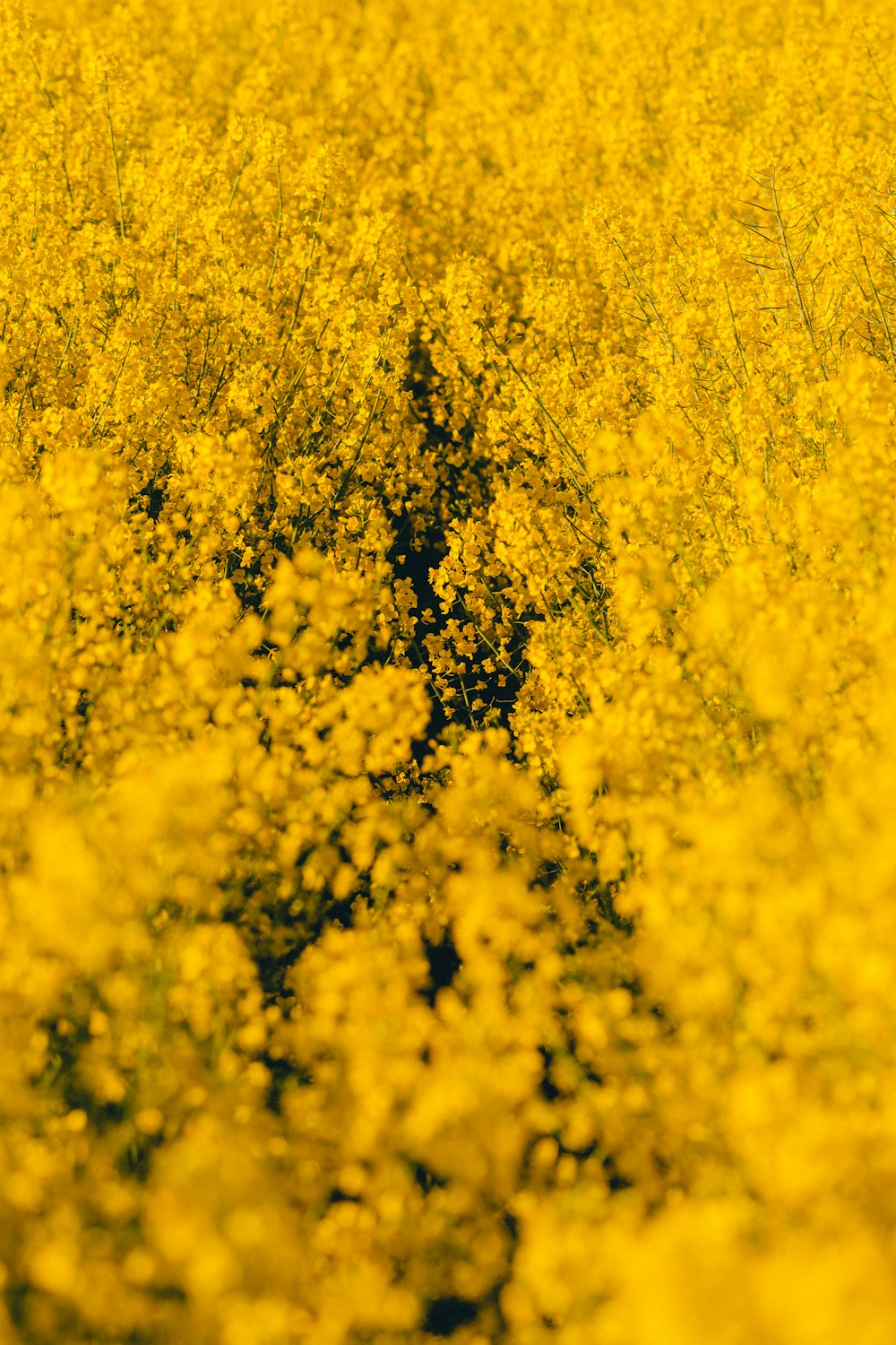 yellow flower field during daytime