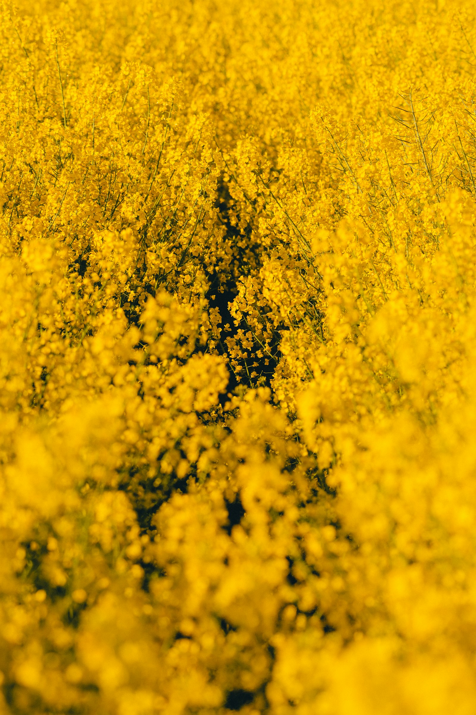 Nikon AF-S Nikkor 200-500mm F5.6E ED VR sample photo. Yellow flower field during photography