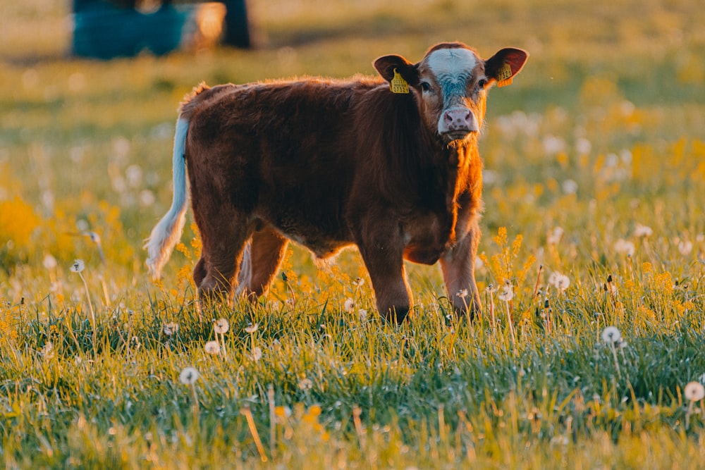 brown cow on green grass field during daytime