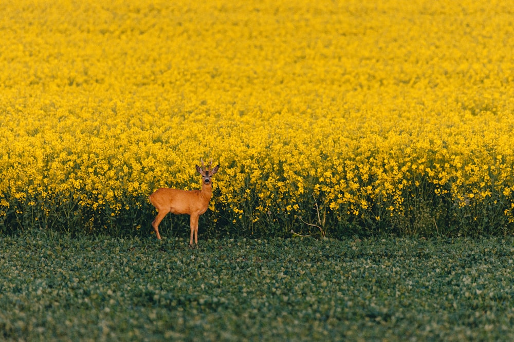 brown deer on yellow flower field during daytime
