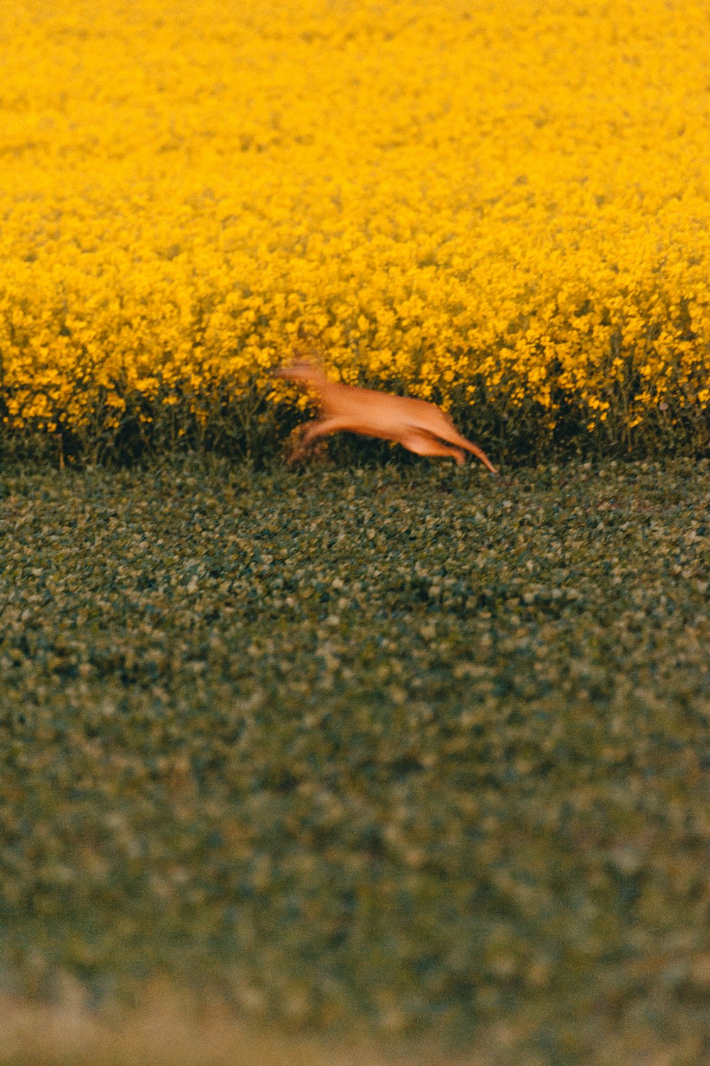 낮 동안 노란 꽃밭에있는 사람
