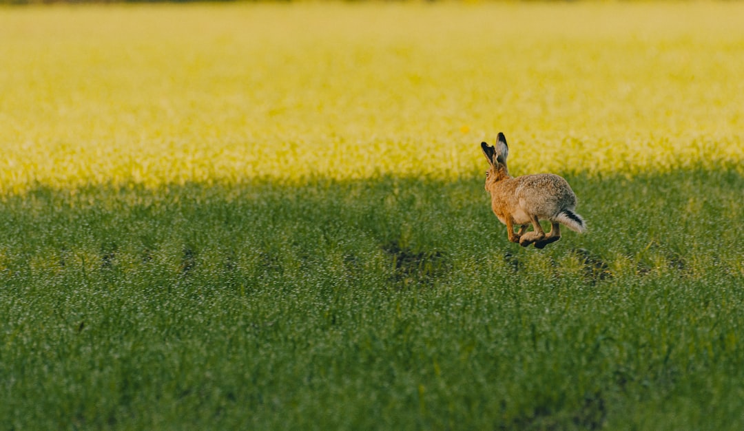 brown rabbit on yellow flower field during daytime