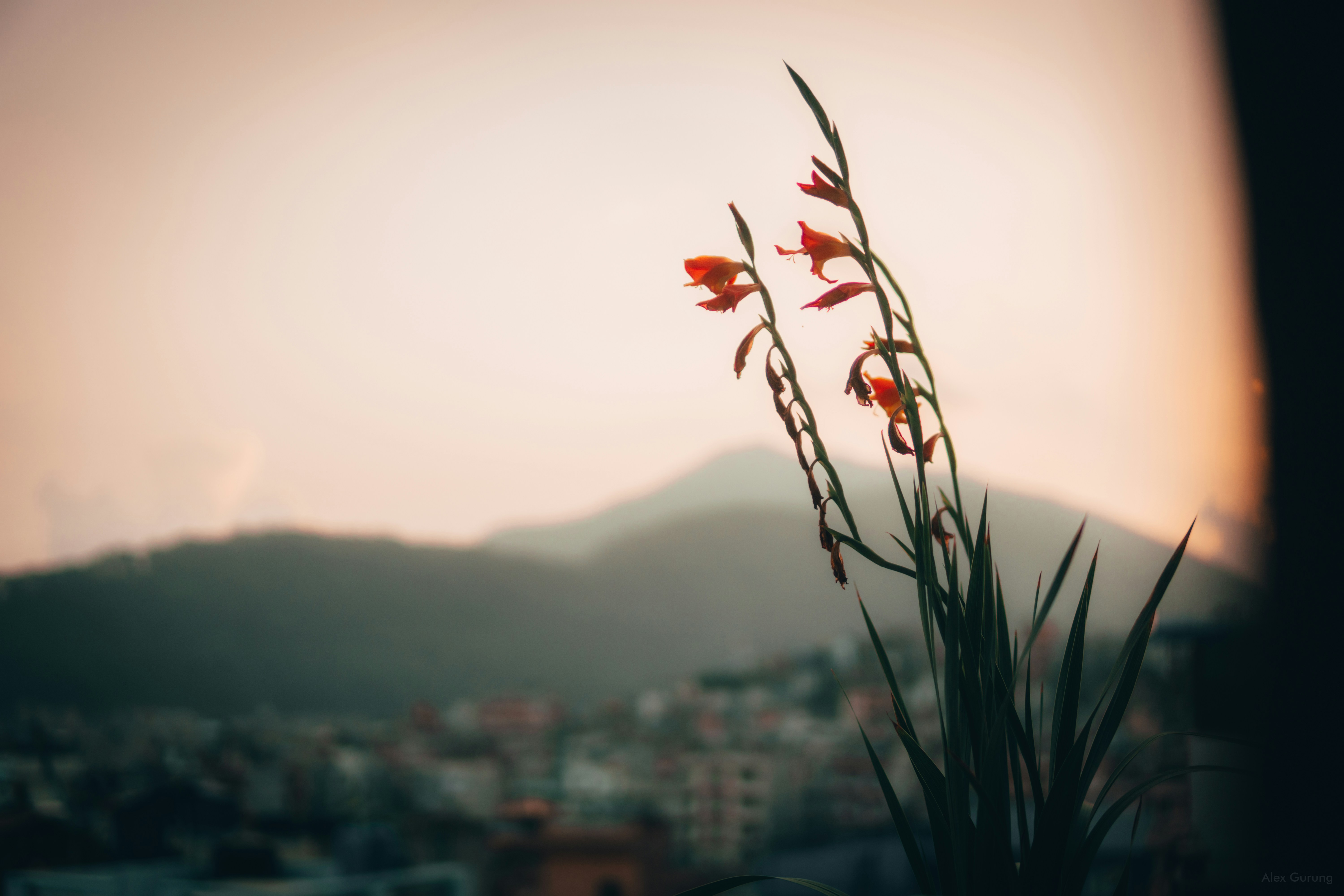 New research from the University of Queensland finds that cats are better than dogs