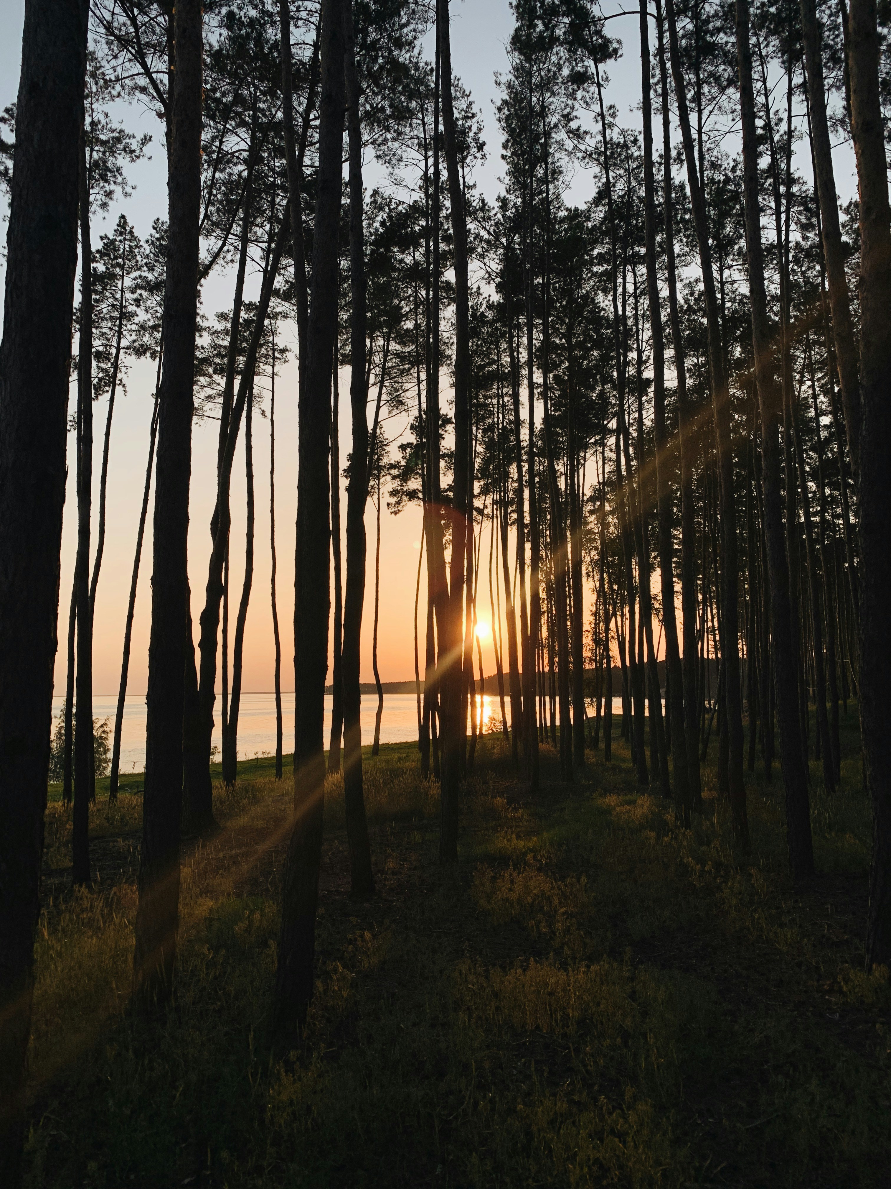 Ancient boreal pine forest at golden hour, misty lake below, amber light filtering through trees, vast wilderness