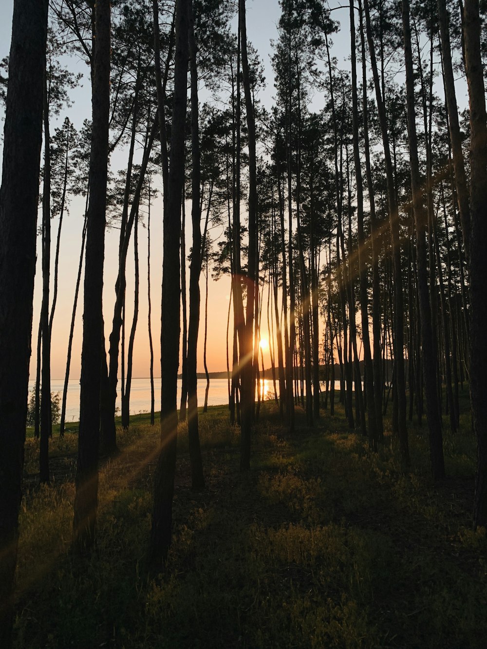 silhouette of trees during sunset