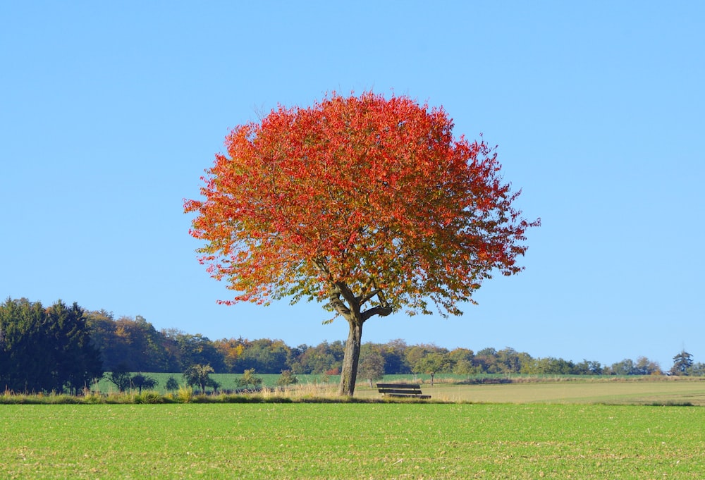 red leaf tree on green grass field during daytime