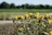 Close-up of vibrant flower blossoms growing in a sunny farm field.