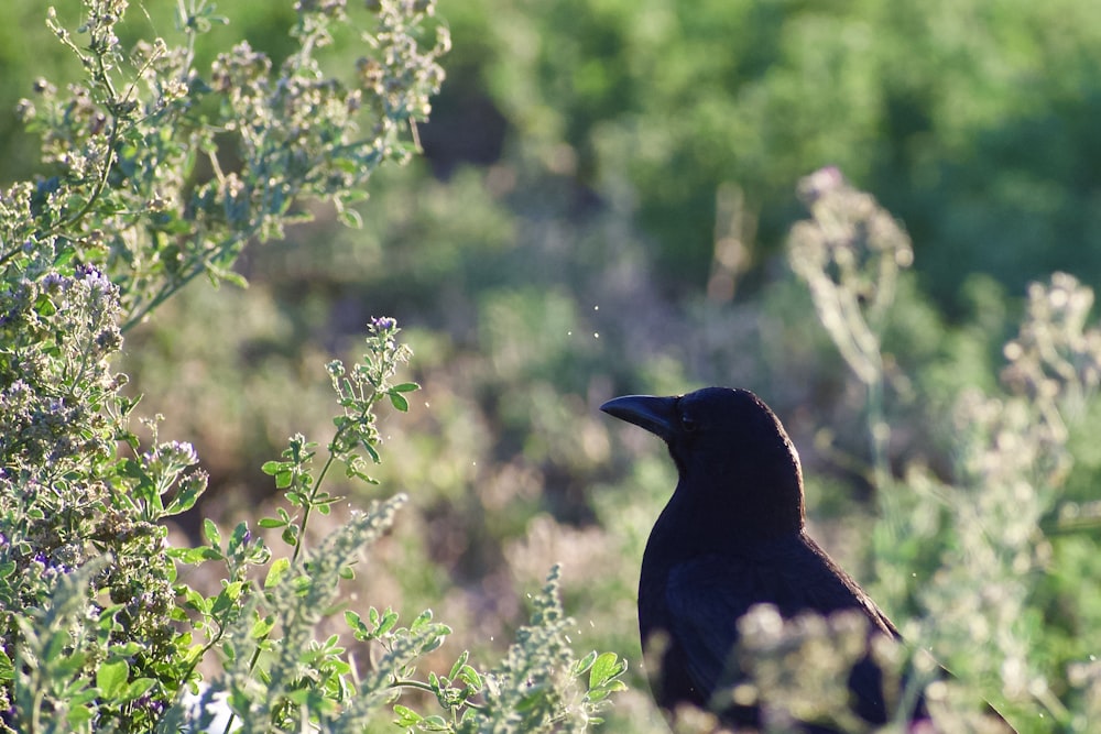 black crow on green plant during daytime
