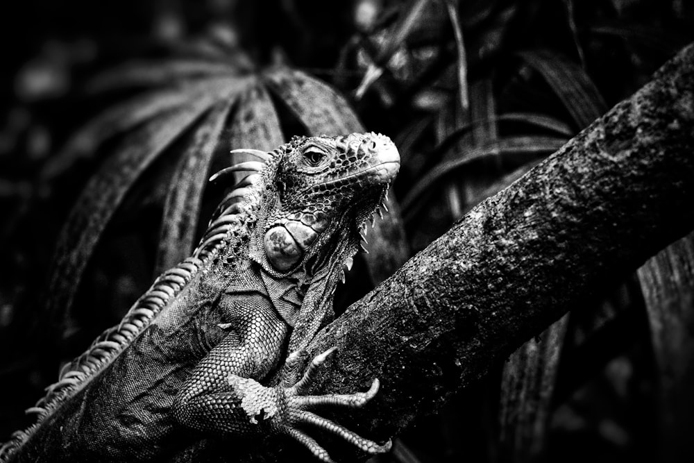 green and black iguana on tree branch