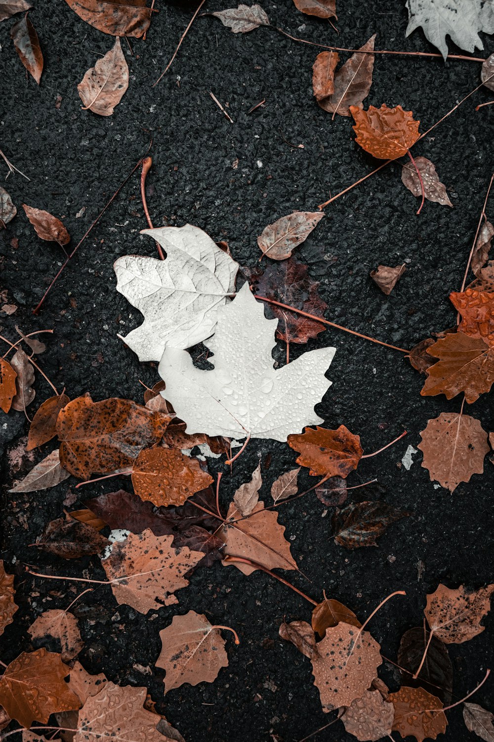 white maple leaf on brown dried leaves