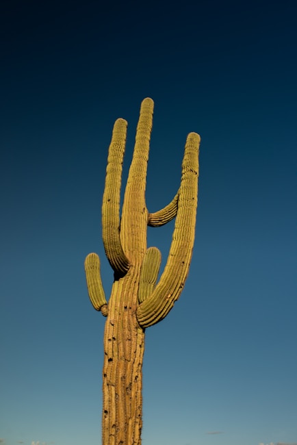 A tall, multi-armed cactus stands upright against a clear blue sky, displaying textured, ribbed surfaces typical of saguaro cacti.