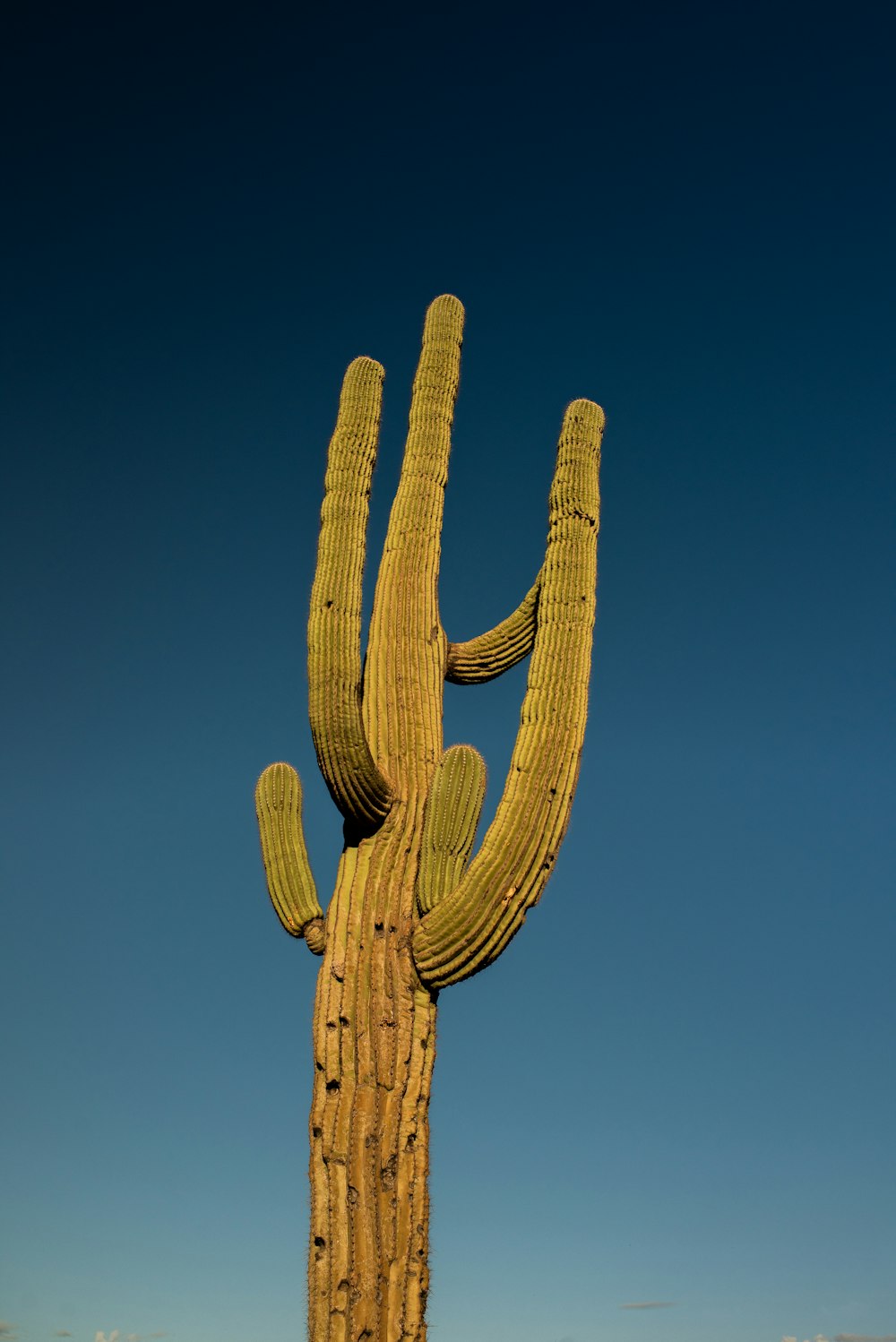 brown rope under blue sky during daytime