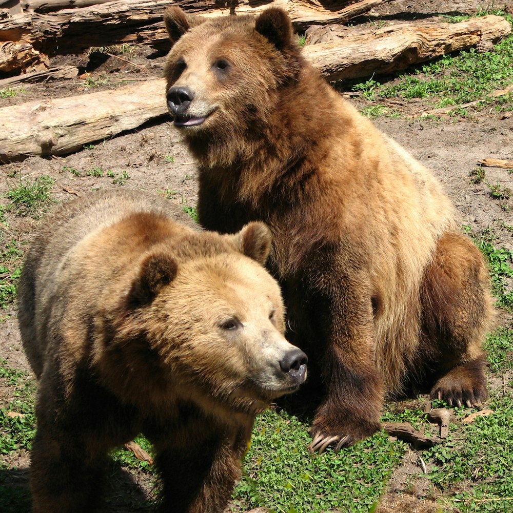 brown bear on gray rock during daytime