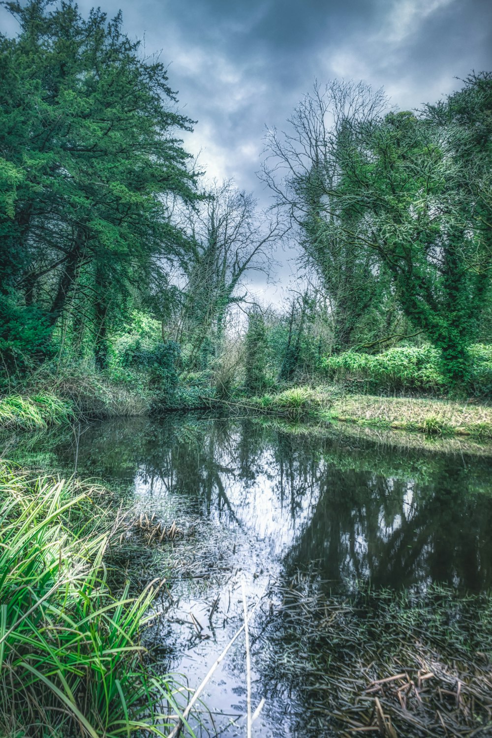 green trees beside river under cloudy sky during daytime