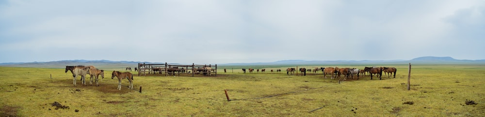 horses on green grass field during daytime