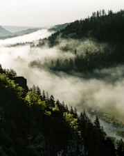 A scenic film photograph of a misty forest at dawn with rich textures.