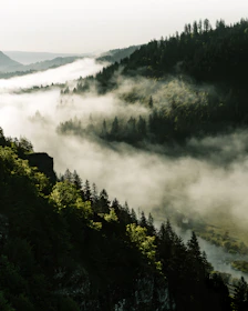 A scenic film photograph of a misty forest at dawn with rich textures.
