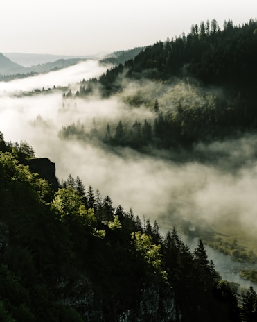 A misty forest backdrop with a lone flute player silhouetted against the soft morning glow.