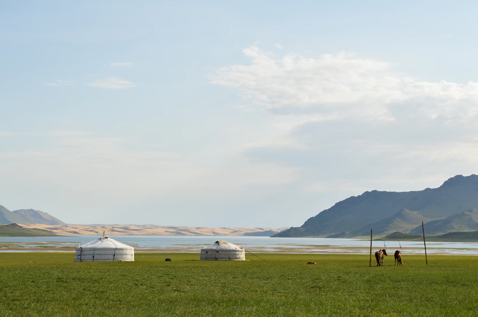 Gers on the meadow by the river in Terelj National Park