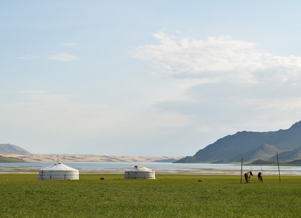 white and brown house on green grass field near body of water during daytime