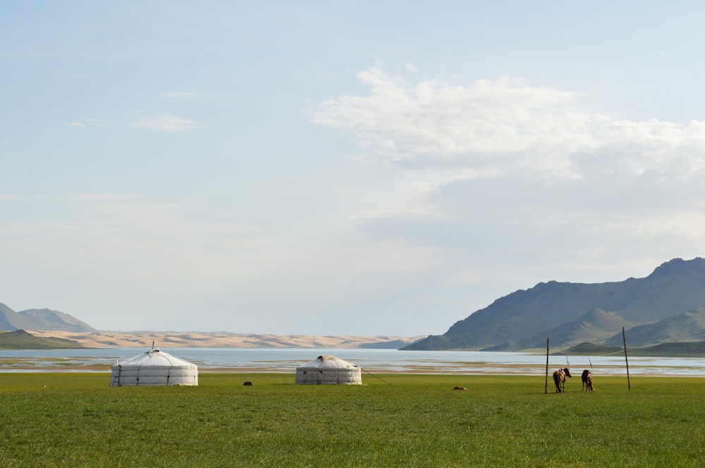 white and brown house on green grass field near body of water during daytime