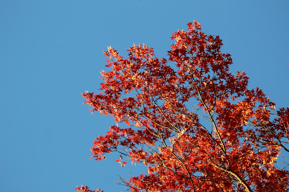 red leaf tree under blue sky during daytime