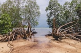 Mangrove trees with sprawling roots sit along a sandy shoreline leading into shallow, clear water. The sky is overcast, casting a muted light over the scene, which is flanked by dense, lush greenery.