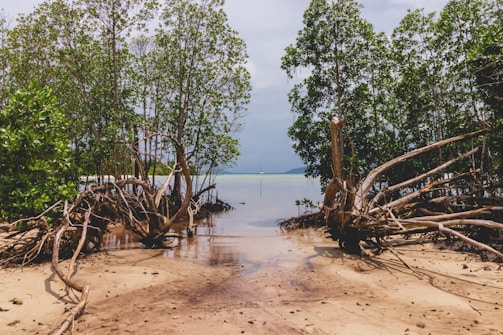 Mangrove trees with sprawling roots sit along a sandy shoreline leading into shallow, clear water. The sky is overcast, casting a muted light over the scene, which is flanked by dense, lush greenery.