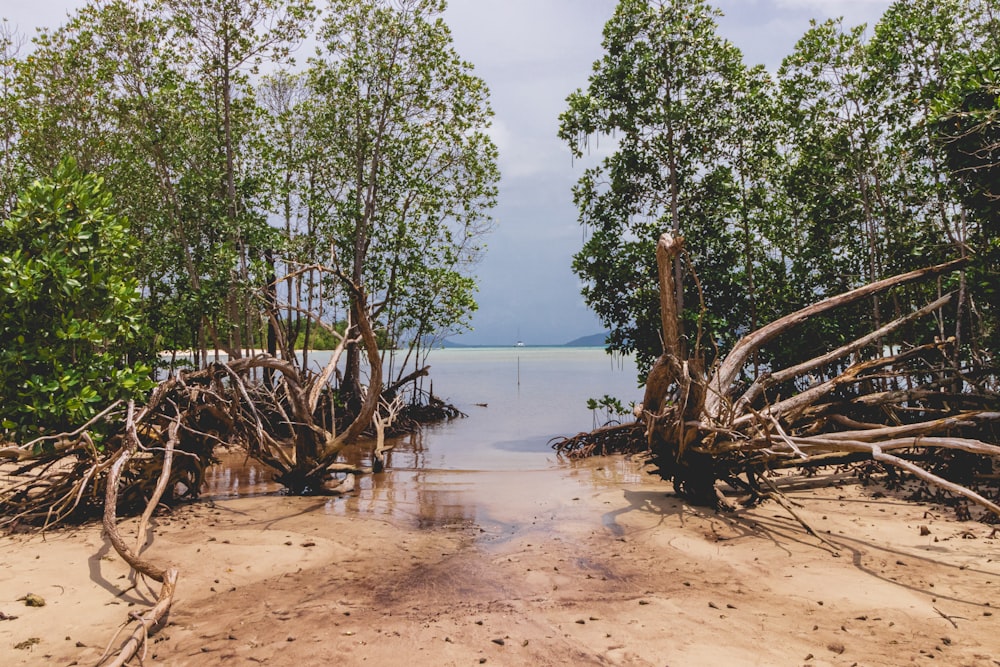 brown wooden tree log on beach shore during daytime