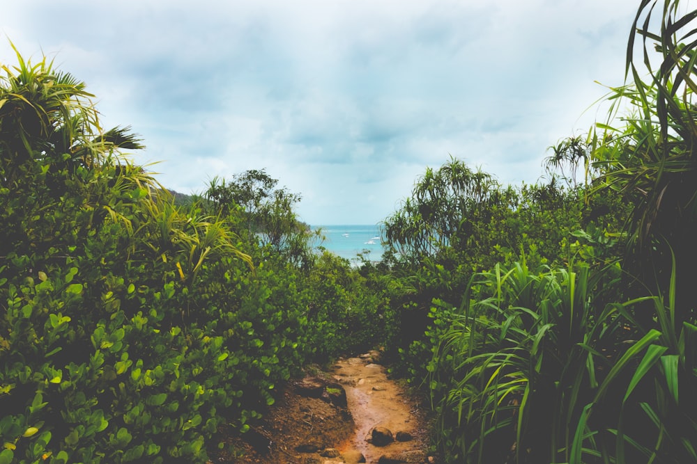 green plants on brown sand near body of water during daytime