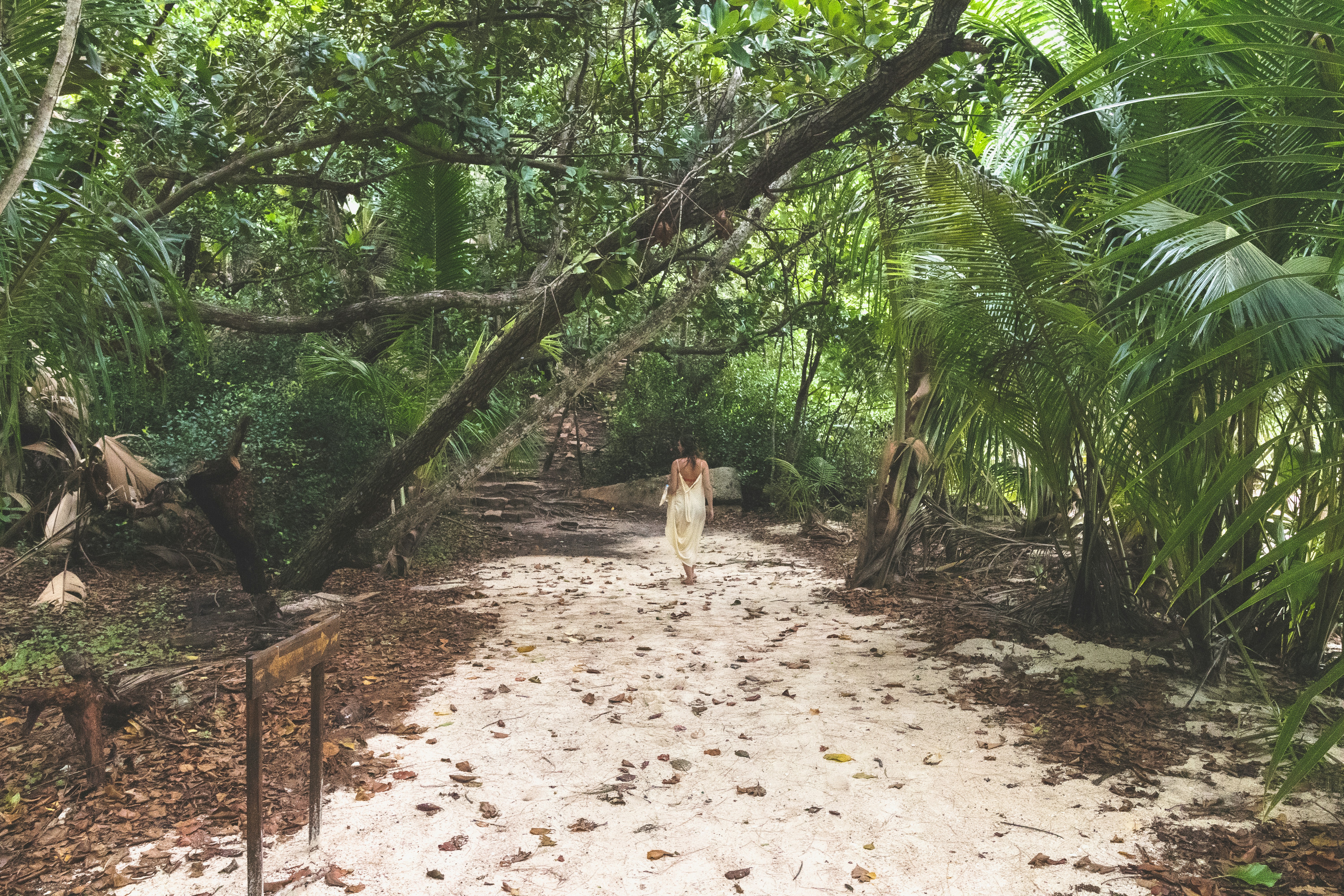 white and brown short coated dog walking on brown dirt road during daytime, Walking in the Tropical Paradise