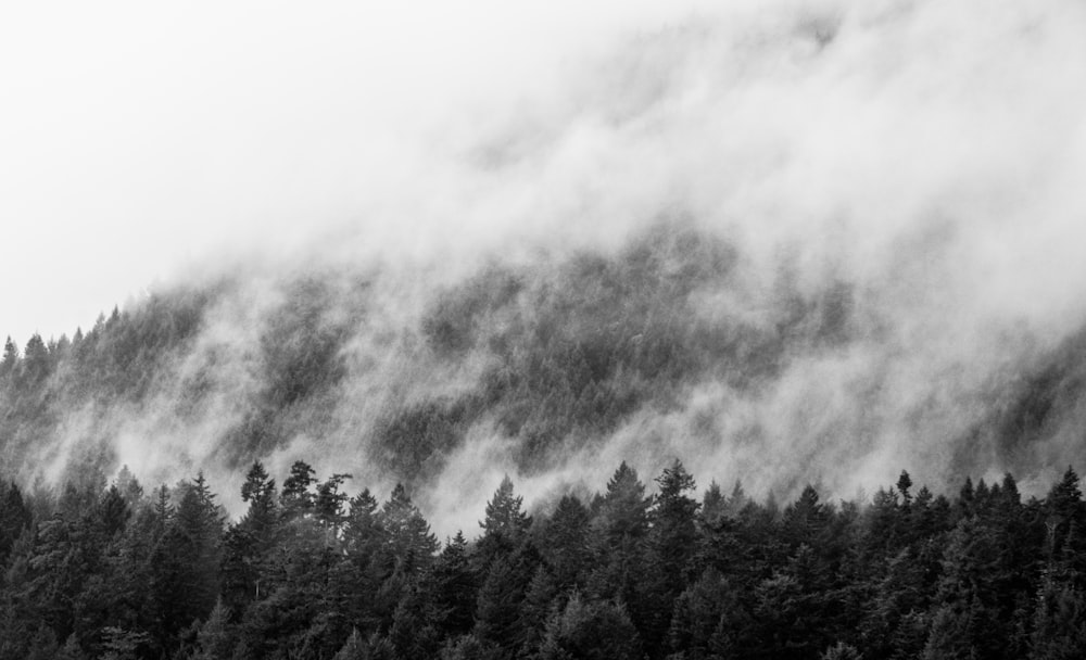 Photo en niveaux de gris d’arbres sous un ciel nuageux