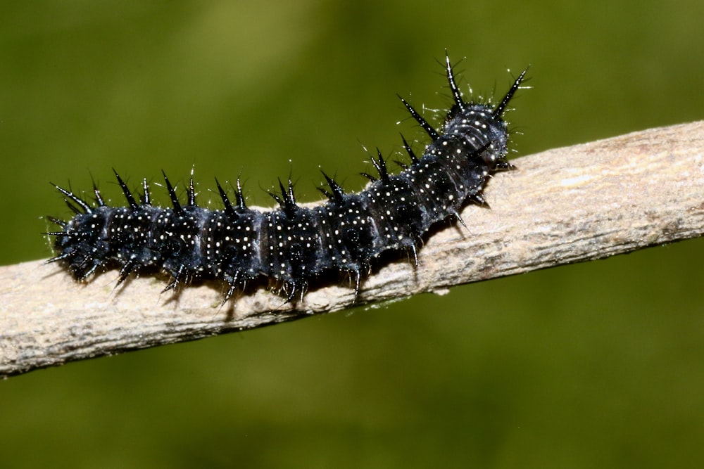 black and white caterpillar on brown wood