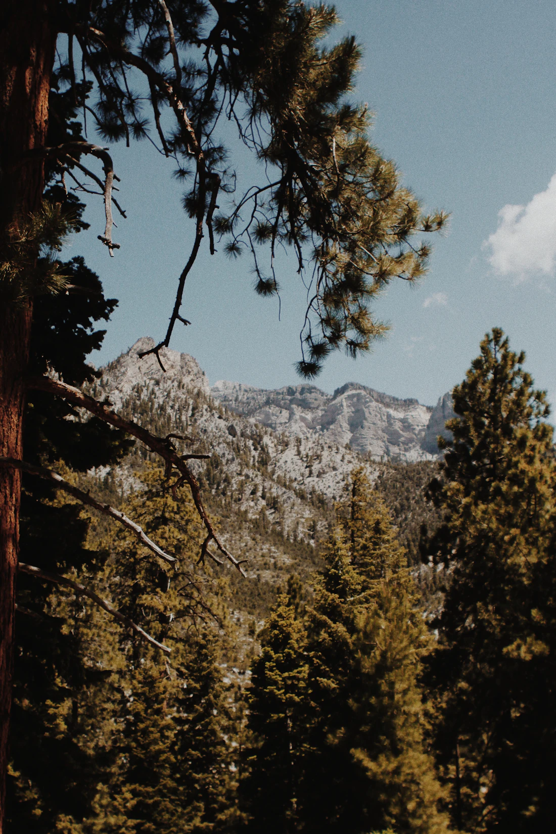 Evergreen trees in front of a snow-covered mountain