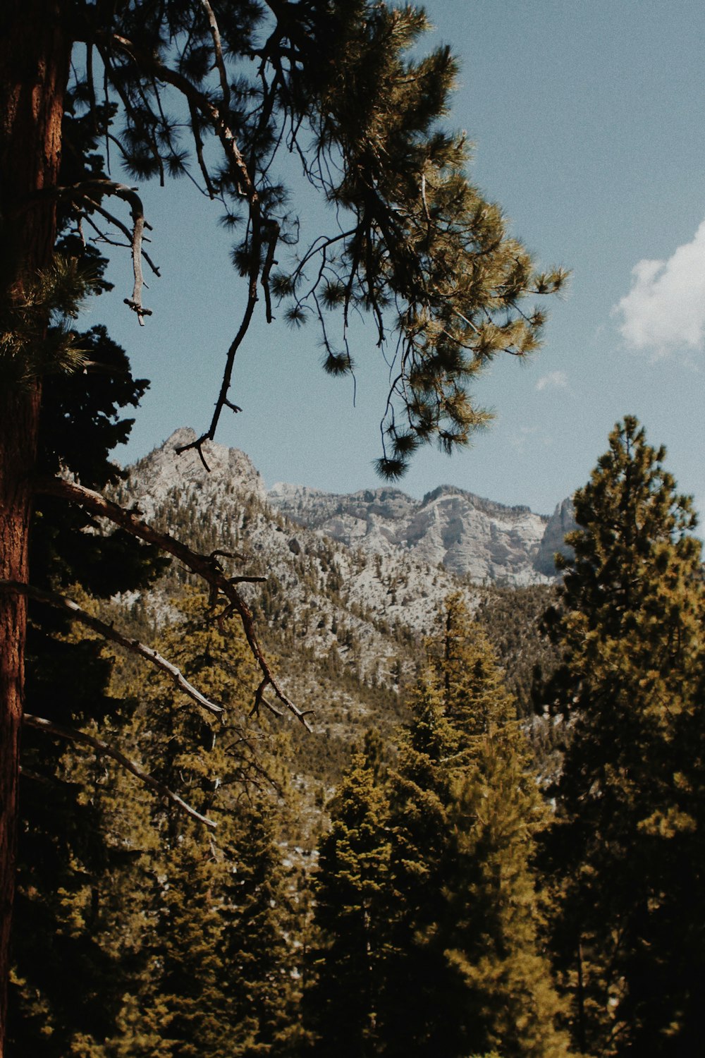 green trees near snow covered mountain during daytime