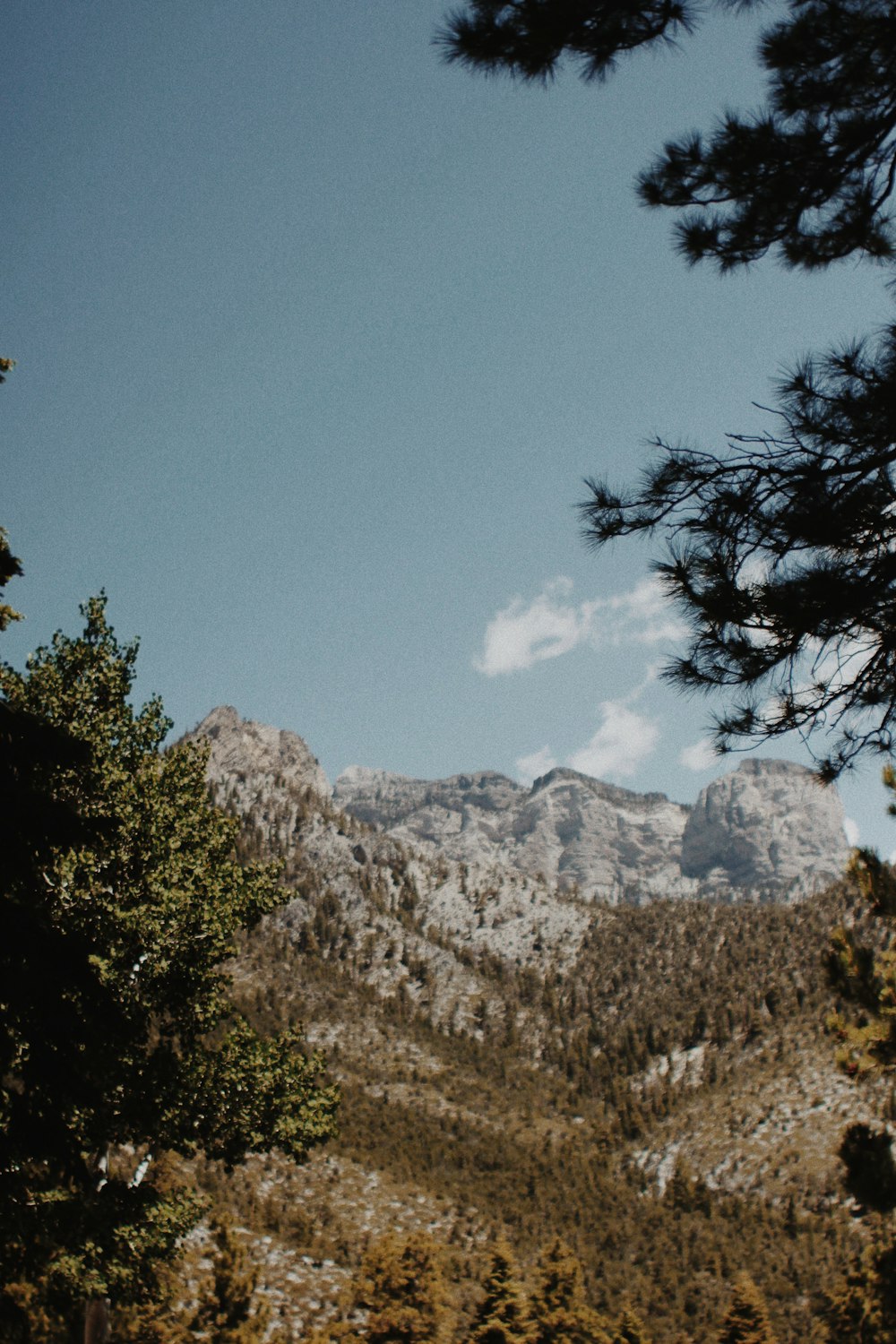 arbres verts près de la montagne sous le ciel bleu pendant la journée