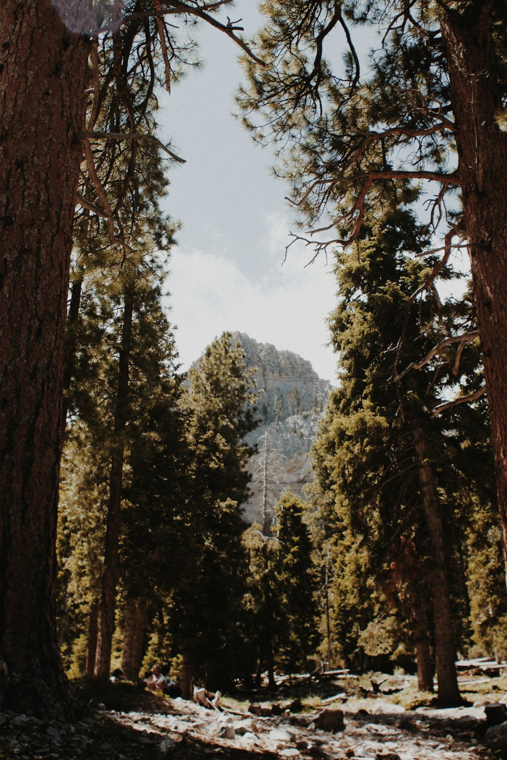 green and brown trees near mountain during daytime