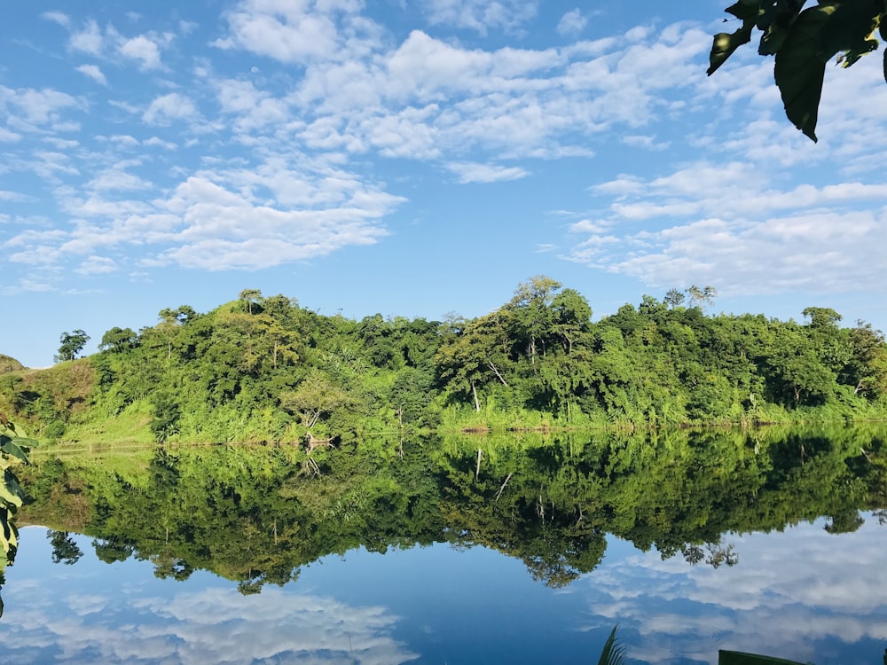 green grass and trees beside river during daytime