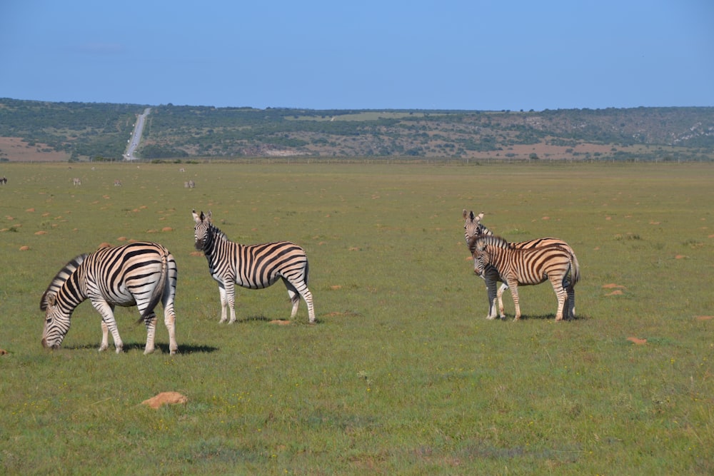 zebra on green grass field during daytime