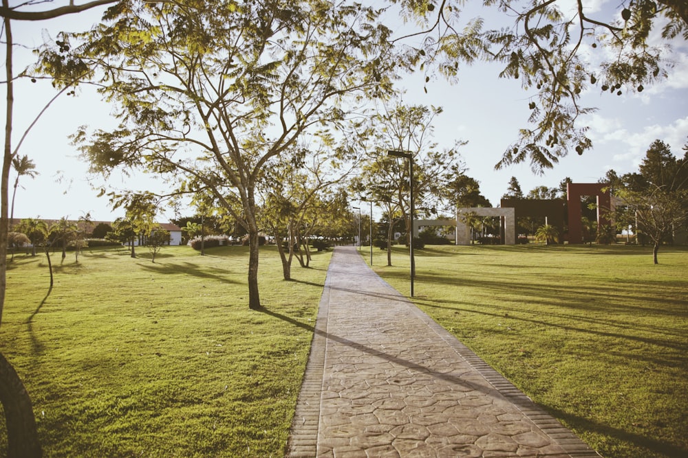 brown and green trees on green grass field during daytime