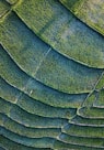 green and black textile in close up photography