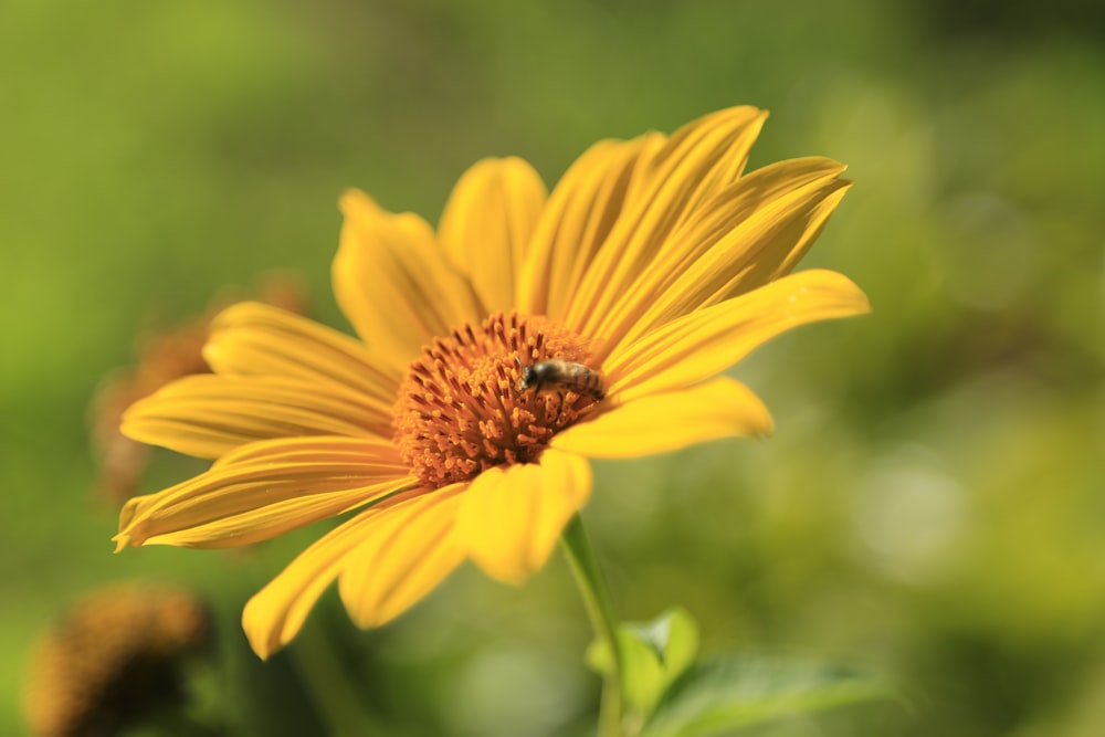 yellow flower in tilt shift lens