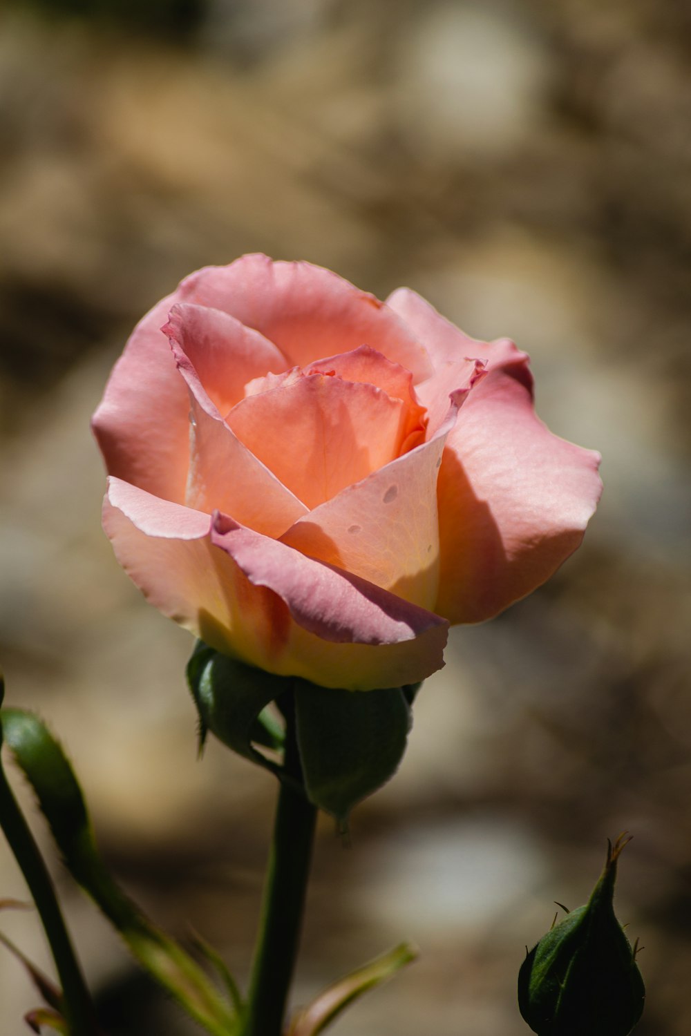 pink rose in bloom during daytime