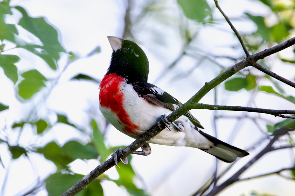 red black and white bird on tree branch