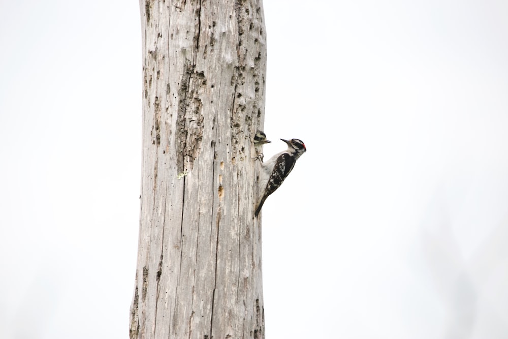 black bird on brown tree trunk